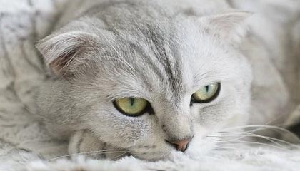 古代传说里的基因编辑技术 · 档案4233